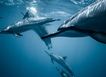 华体会体育——打造全民体育新体验